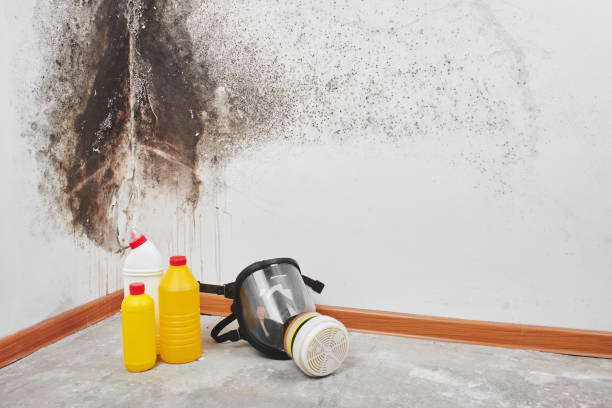 Attic Mold Removal in Barrackville, WV