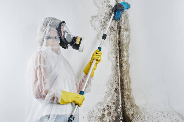 Best Residential Mold Removal  in Barrackville, WV