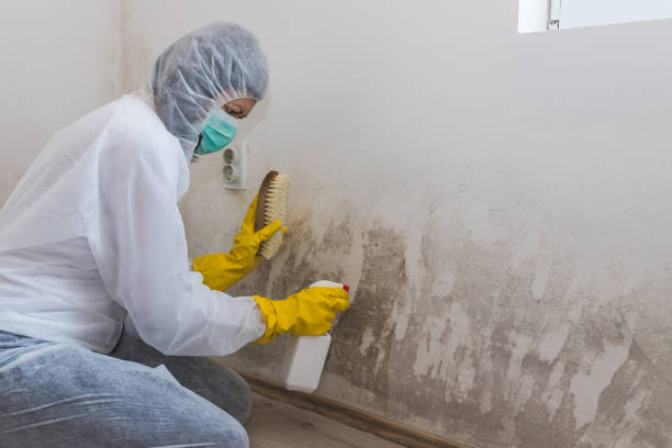 Best Mold Cleaning Services  in Barrackville, WV