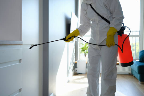 Best Commercial Mold Removal  in Barrackville, WV