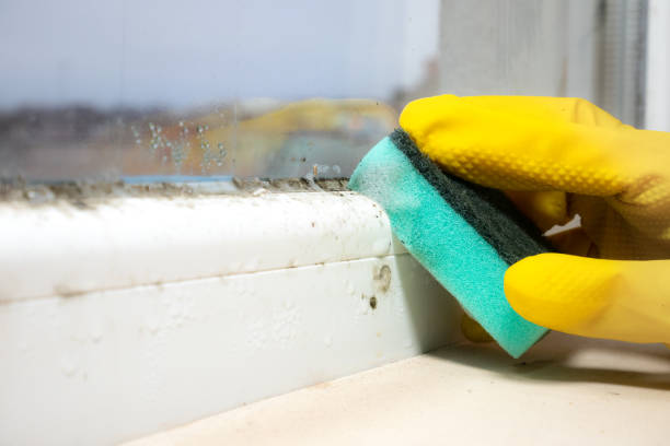 Best Attic Mold Removal  in Barrackville, WV