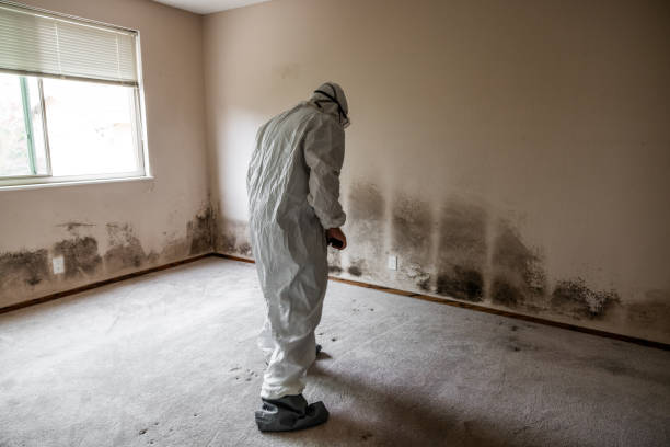 Best Mold Removal Near Me  in Barrackville, WV