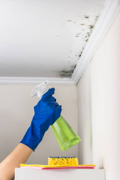 Best Mold Remediation  in Barrackville, WV